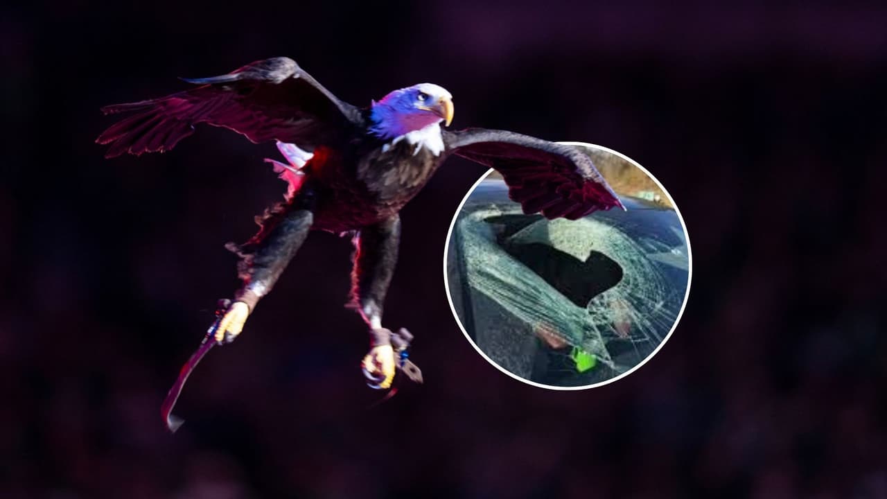 Águila calva deja caer un gato sobre un auto en plena carretera: así fue el increíble momento