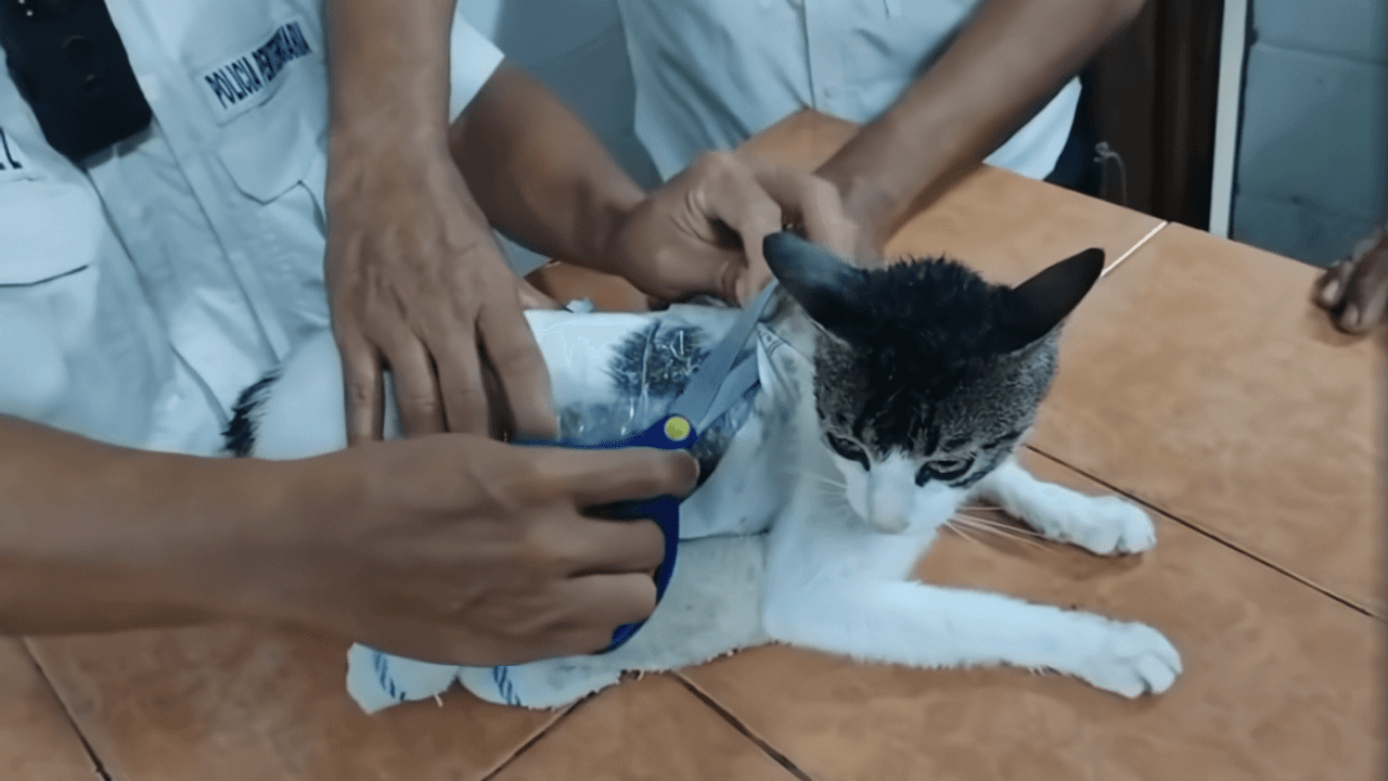 Arizonenses detenidos por posesión o tráfico de marihuana podrán disputar las sanciones