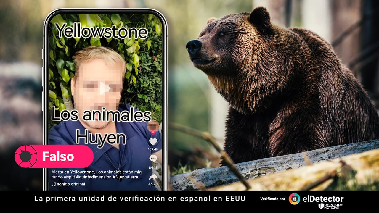 Es falso que “cientos” o “miles de animales” hayan abandonado Yellowstone, como dicen en redes