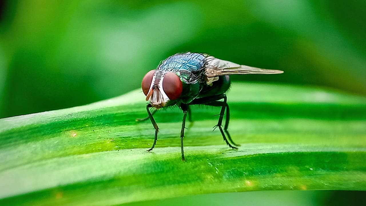 <h3 class="cms-H3-H3">Por qué esto importa en Texas</h3> Texas es uno de los estados
<b>con mayor producción ganadera del país.</b>
<br>Una infestación tendría impacto
<b>en animales, productores y cadenas de suministro.</b>
<br>Por eso, las autoridades insisten en
<b>actuar antes de que el problema llegue.</b>
<br>La declaración de desastre
<b>no responde a un brote local, sino a una estrategia preventiva. </b>