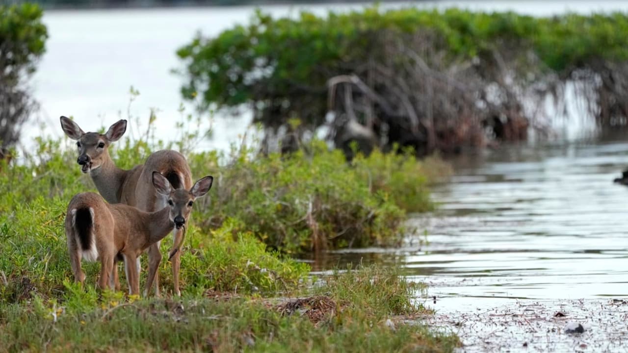 Los últimos ciervos de los Cayos de Florida: su lucha contra el cambio climático