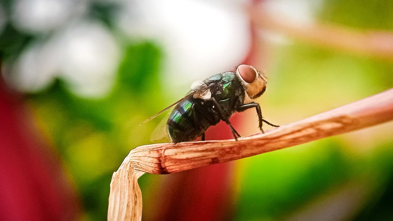 <h3 class="cms-H3-H3">Qué implica la declaración de desastre</h3> Según el gobierno estatal, la declaración
<b>permite actuar con mayor rapidez y coordinación entre agencias. </b>
<br>Se creó un equipo de respuesta con la Comisión de Salud Animal de Texas y el Departamento de Parques y Vida Silvestre de Texas, enfocado
<b>en prevención, detección temprana y control.</b>
<br>Texas también anunció coordinación con el Departamento de Agricultura de Estados Unidos
<b>para impulsar una planta de producción de moscas estériles en Edinburg.</b> Esta técnica busca
<b> frenar la reproducción del insecto</b> y ha sido usada con éxito en el pasado.