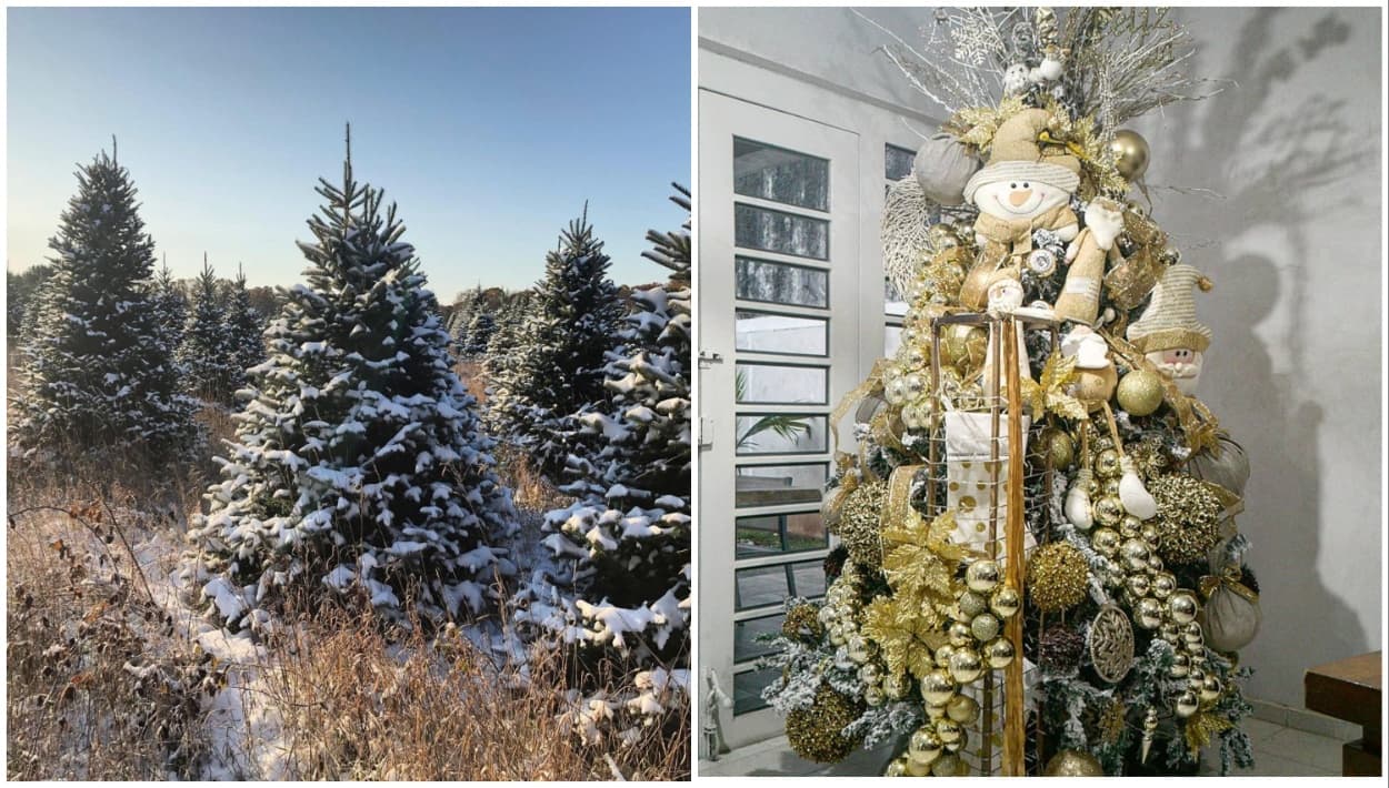 ¿Dónde comprar el árbol de navidad en Chicago? Lugares y recomendaciones para elegir el mejor