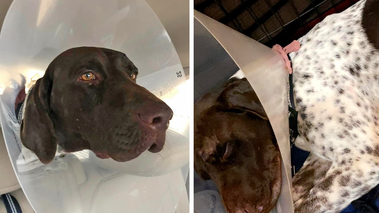 Boomer, un perro de 2 años, terminó con una flecha en su cabeza y se cree que fue un acto intencional