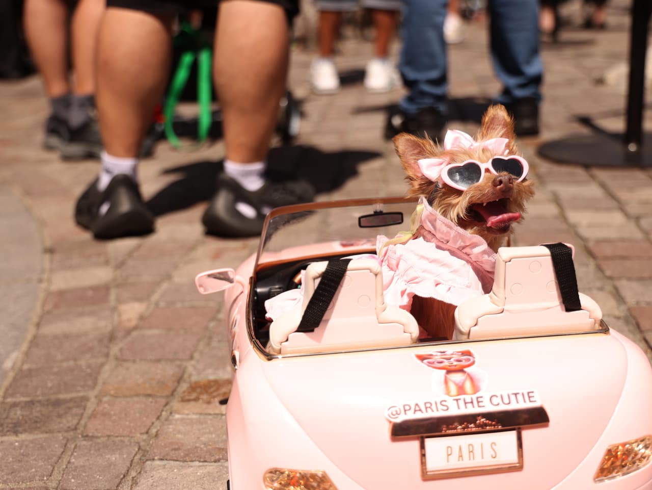 Bendición a los animales: Arzobispo Gómez pide que "gocen de salud y seguridad"