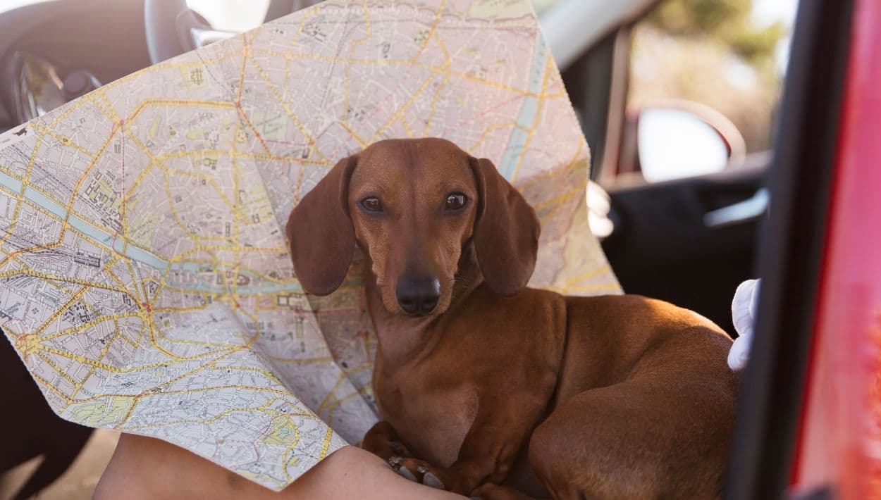 ¿Viajar con tu perro en Navidad? Los expertos nos explican cuándo sí y cuándo no