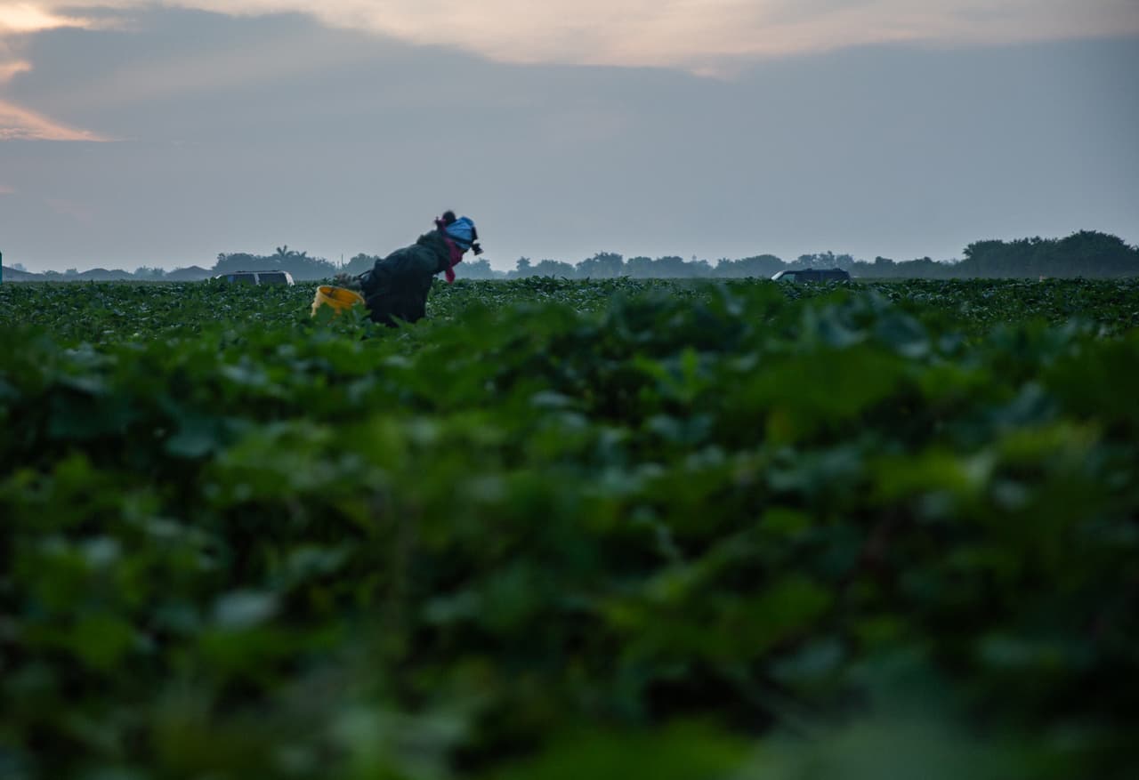 <b>Un día que arranca muy temprano - </b>La jornada arranca desde las 3:00 de la mañana aproximadamente. Para poder ver dónde está la ocra, los trabajadores llevan en sus frentes un bombillo.
