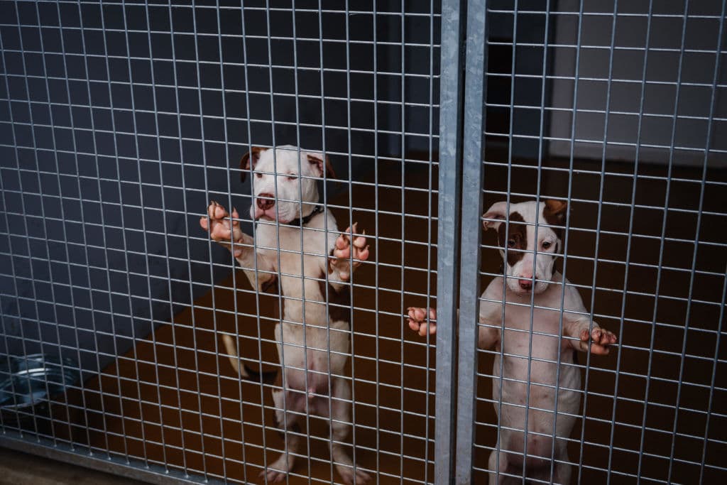 Refugios colapsan por aumento de mascotas abandonadas tras operativos migratorios en Florida