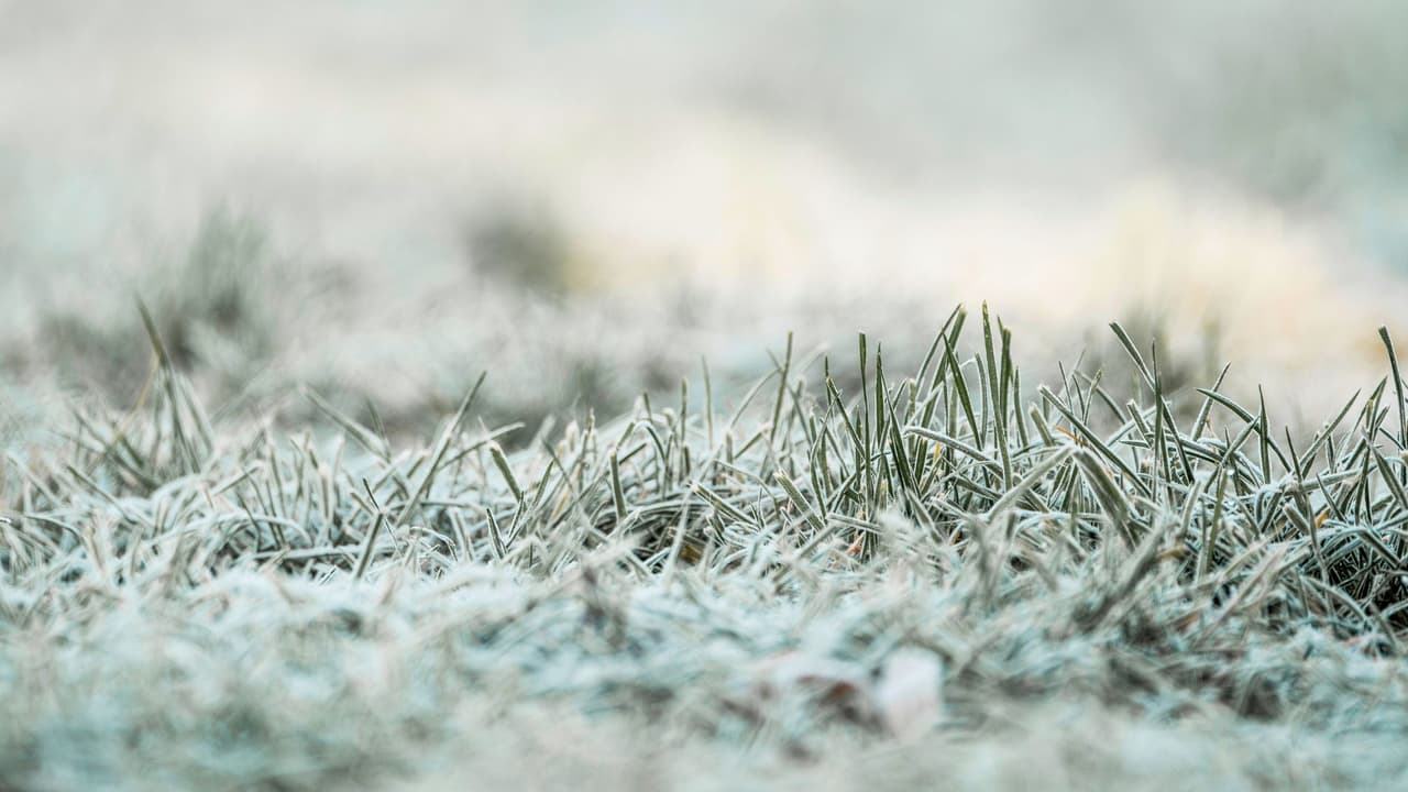 <h3 class="cms-H3-H3">Protege tus plantas del frío extremo 🪴🌨️</h3>
<br>Las plantas, especialmente las de exterior y las que están en macetas, son muy susceptibles al frío. Si es posible, traslada las plantas a un lugar cubierto o dentro de la casa. Si no puedes hacerlo, cúbrelas con mantas, plásticos o sacos de yute o tela para protegerlas. Para las plantas en macetas, puedes envolverlas con materiales aislantes como burbujas de plástico o mantas gruesas.