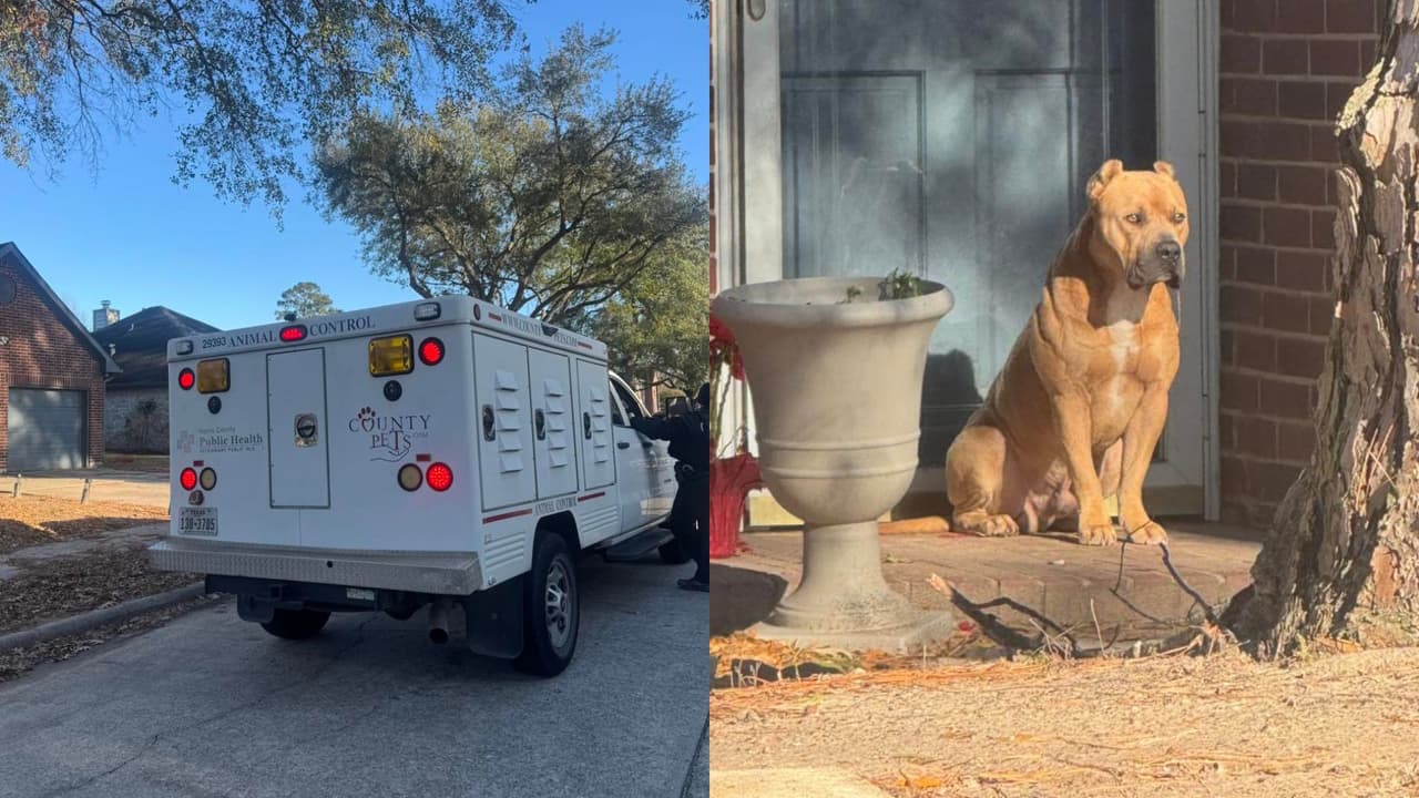 Ataque de un perro agresivo provoca movilización policial en vecindario del área de Houston