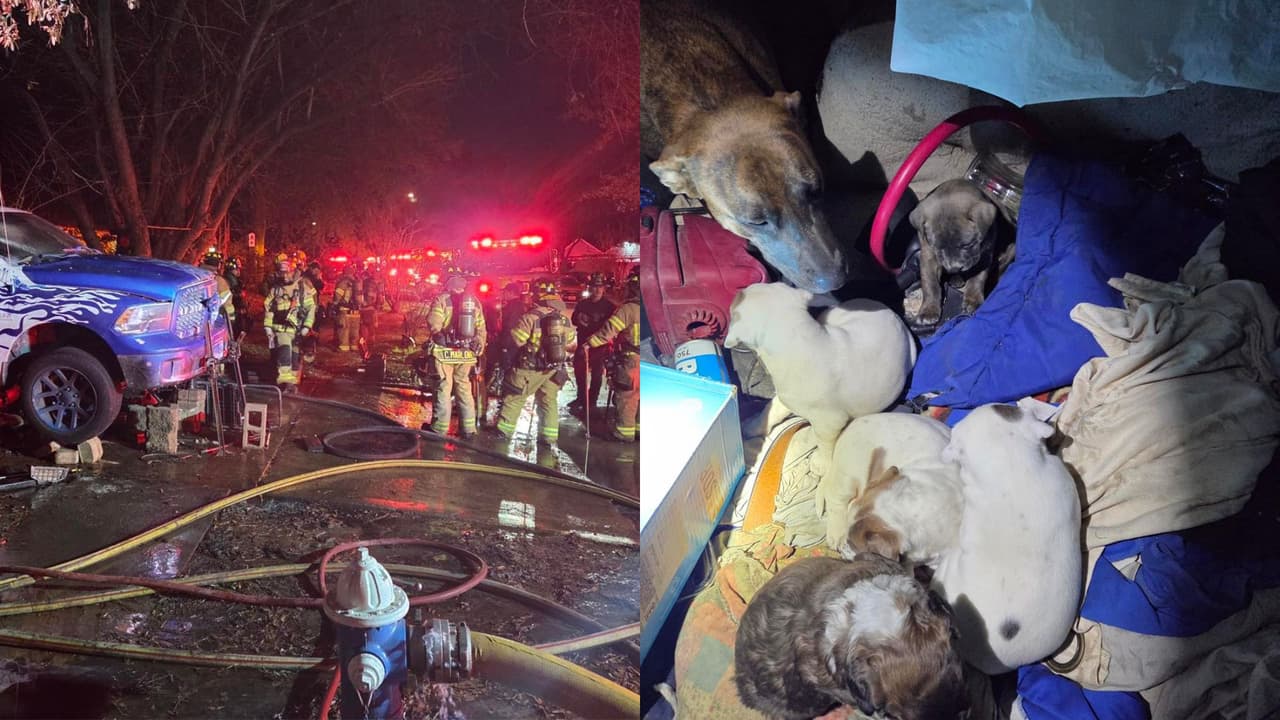 Rescatan a tres personas y nueve perros del incendio de una casa en Spring