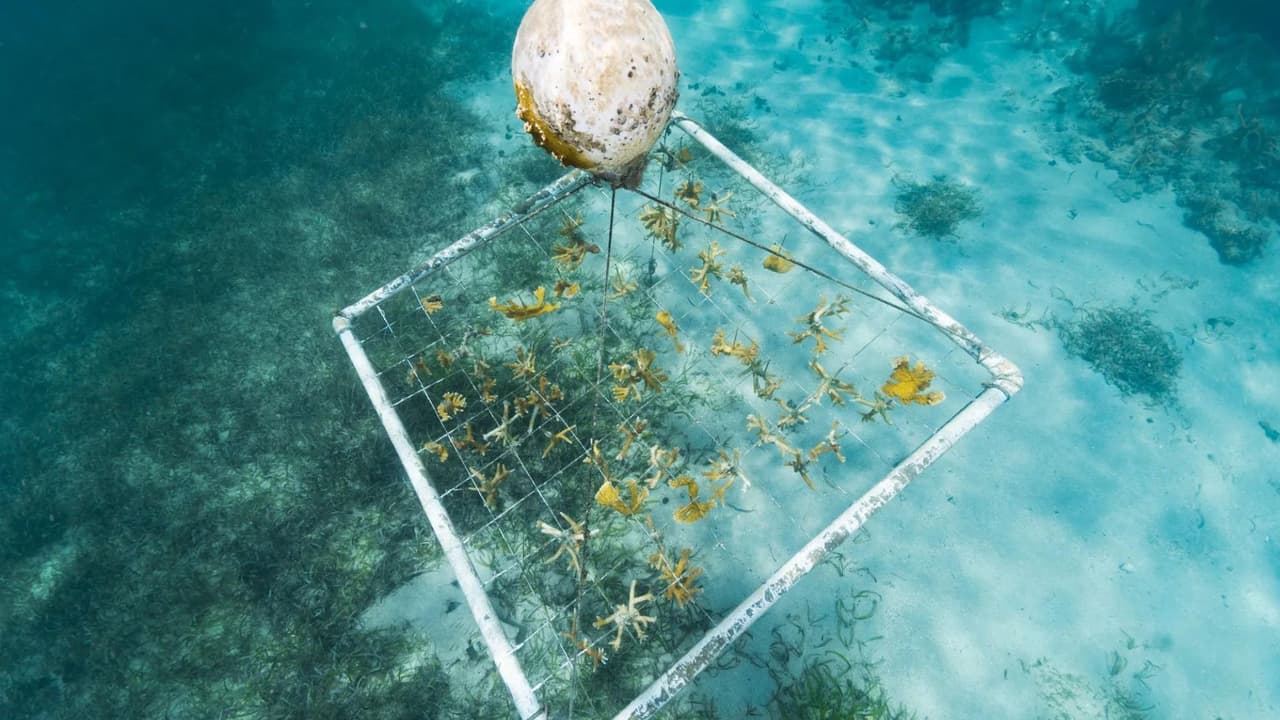 ¿Corales de almidón de maíz? Así es el proyecto que busca combatir la crisis de arrecifes en Puerto Rico