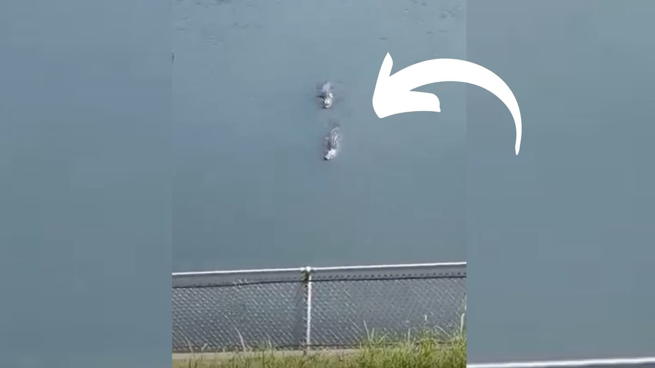 Captan en video a dos cocodrilos nadando en el Eagle Mountain Lake en el norte de Texas