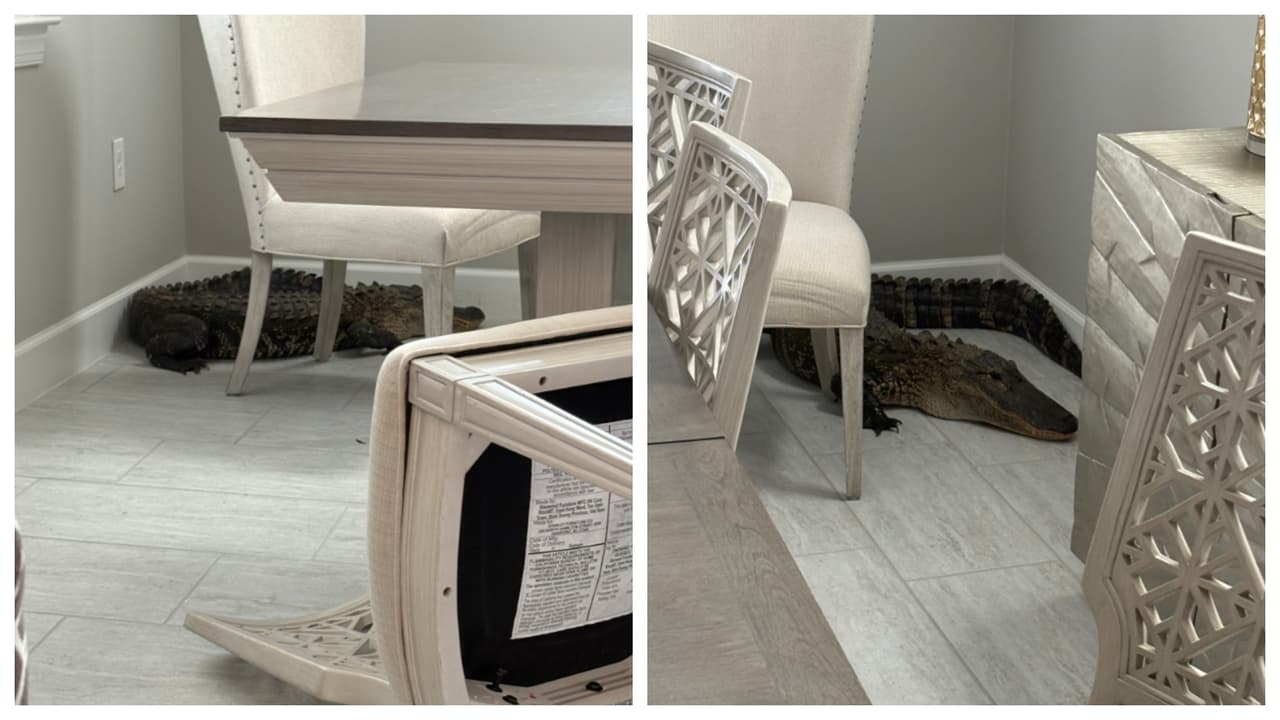 "¿De verdad hay un caimán en mi cocina?": reptil sorprende a un residente dentro de su casa