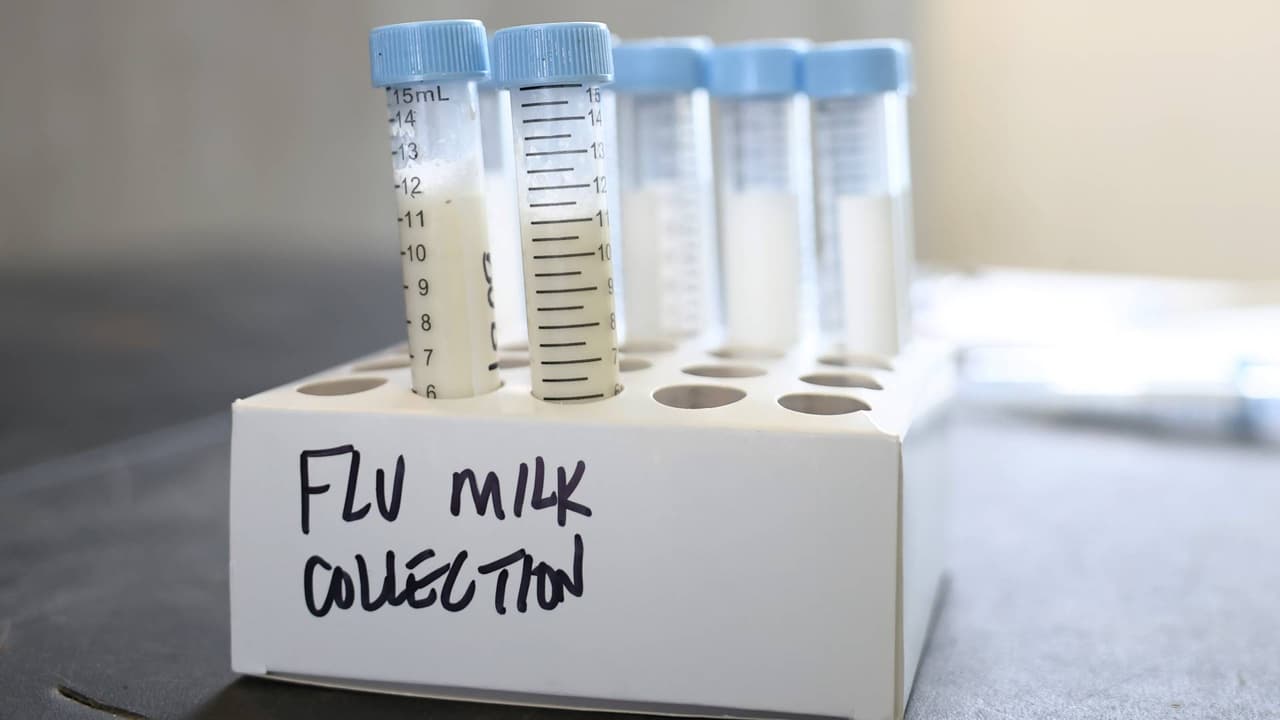 Detectan gripe aviar por primera vez en leche del condado Maricopa