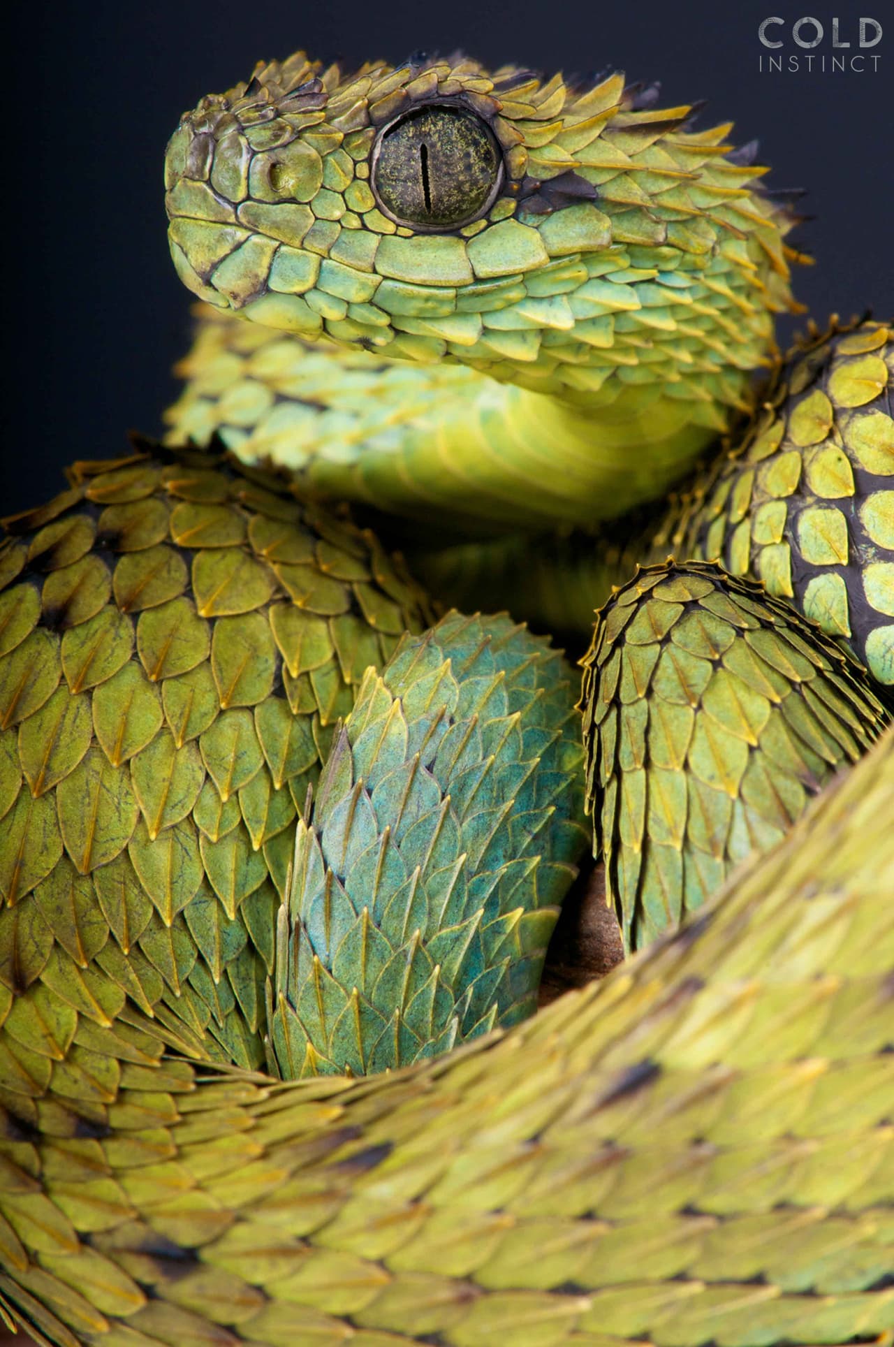 Kuijpers llevó a decenas de animales impresionantes a su estudio portátil y los iluminó con especial cuidado para destacar sus texturas y colores. En esta imagen una
<i>Atheris Hispida</i>, o 'víbora peluda', fotografiada en la República Democrática del Congo, Africa.