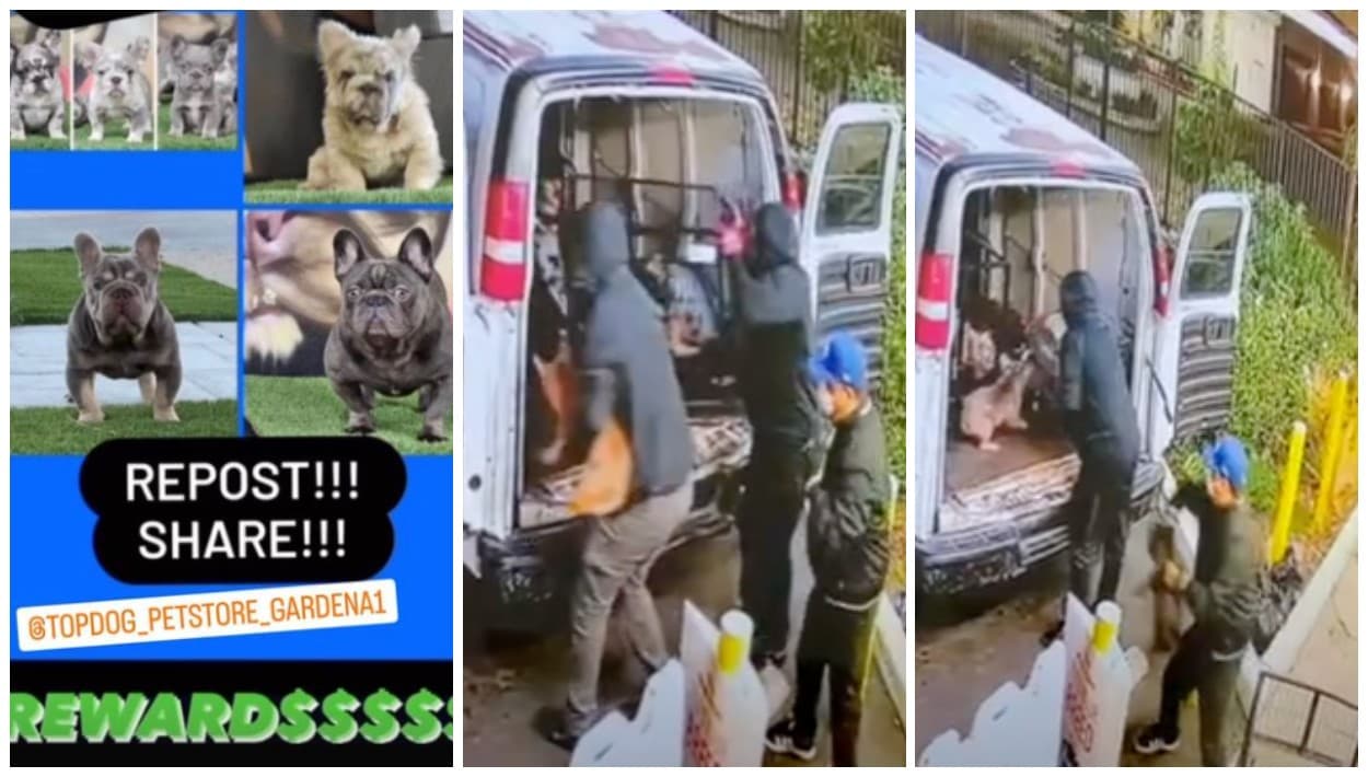 En Gardena, le siguen el rastro a ladrones de 12 perros 'french bulldog', valorados en más de $100,000