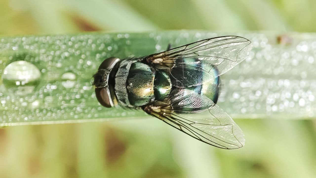 <h3 class="cms-H3-H3">Señales de alerta en animales </h3>Las autoridades sanitarias recomiendan
<b> vigilar de cerca a los animales, sobre todo si tienen heridas recientes.</b>
<br>Algunas señales de alerta son:
<br>👉🏻 Heridas que empeoran rápidamente
<br>👉🏻 Mal olor o secreción en la zona afectada
<br>👉🏻 Inflamación o cambios de comportamiento
<br>👉🏻 Larvas visibles dentro de la herida
<br>Los animales recién nacidos, con cirugías recientes o lesiones pequeñas
<b>requieren atención especial.</b>