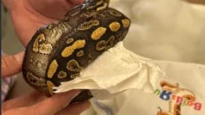 Operativo de CBP en la frontera con México: Incautan serpientes y detienen a conductor de camión