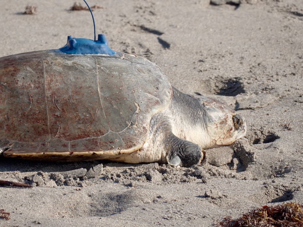 Tortuga lora con tres aletas es rastreada por satélite tras ser liberada en Florida