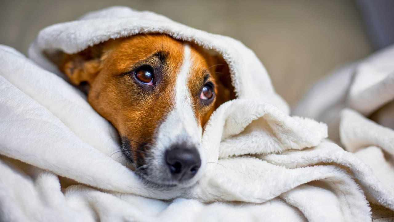 Dejar una mascota sin refugio cálido en Texas es ilegal; dueños podrían enfrentar cargos y multas