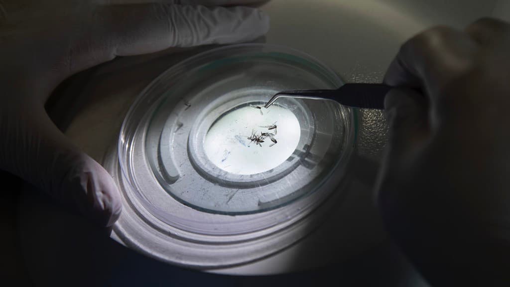 Los virus y bacterias que según la OMS podrían causar la próxima pandemia