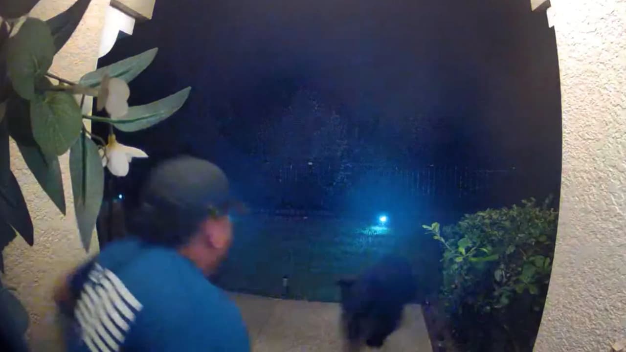 Oso negro ataca a residente de Apopka en su jardín: cómo sobrevivió