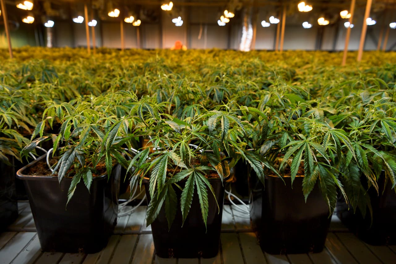 Marihuana: mayor visibilidad sobre los problemas que causa y más dudas sobre cómo regularla