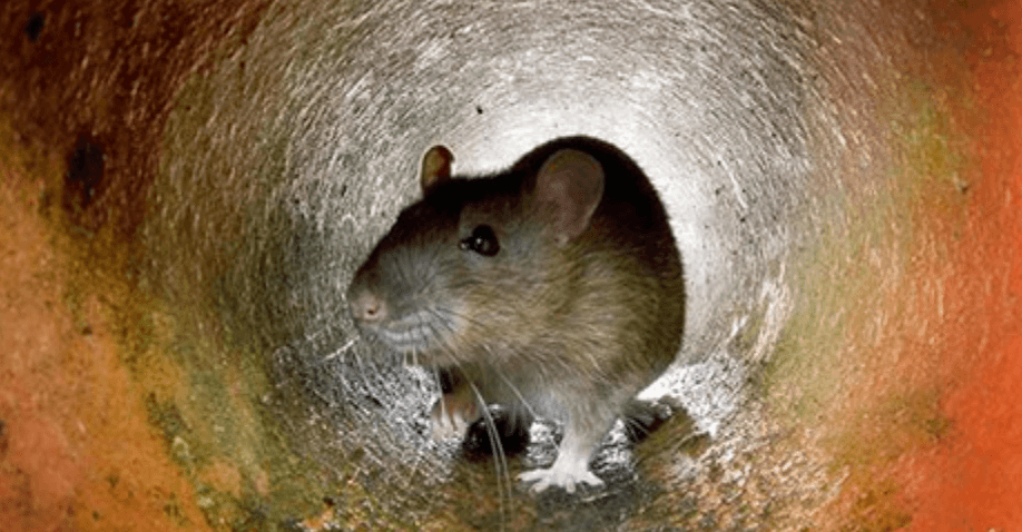 Ratas tienen con los pelos de punta a vecinos de Williamsburg en Brooklyn