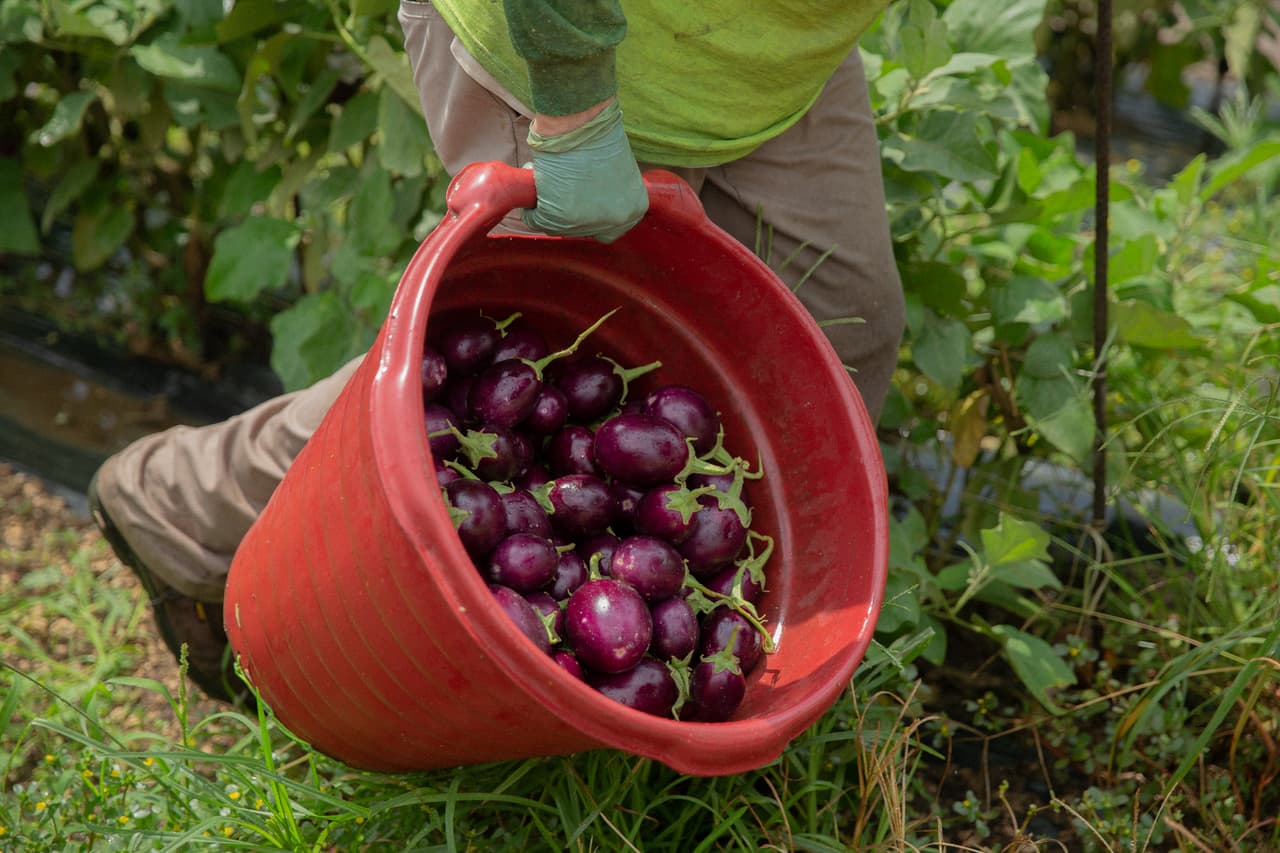 <b>"Uno tiene que pensar en ellos" -</b> Pero en su campo, los trabajadores tuvieron al menos una labor que hacer durante los peores días de la pandemia. "Todas las semanas, la gente nunca dejó de trabajar, siempre recibieron su cheque por lo menos al 80%", aseguró. "Son personas que necesitan llevar su cheque a su casa cada semana porque tienen gastos. Algunos de ellos no tienen documentos y no tienen dónde pedir ayuda. Uno tiene que tratar de pensar en ellos", agregó a Univision Noticias.
