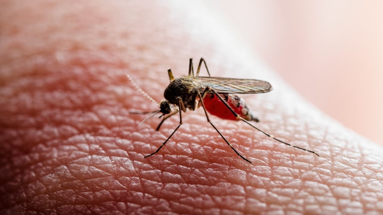 Confirman primer caso local de chikungunya en Nueva York en más de seis años