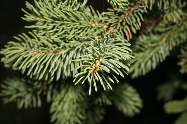Adónde llevar a desechar tu árbol de Navidad en la Bahía de Tampa
