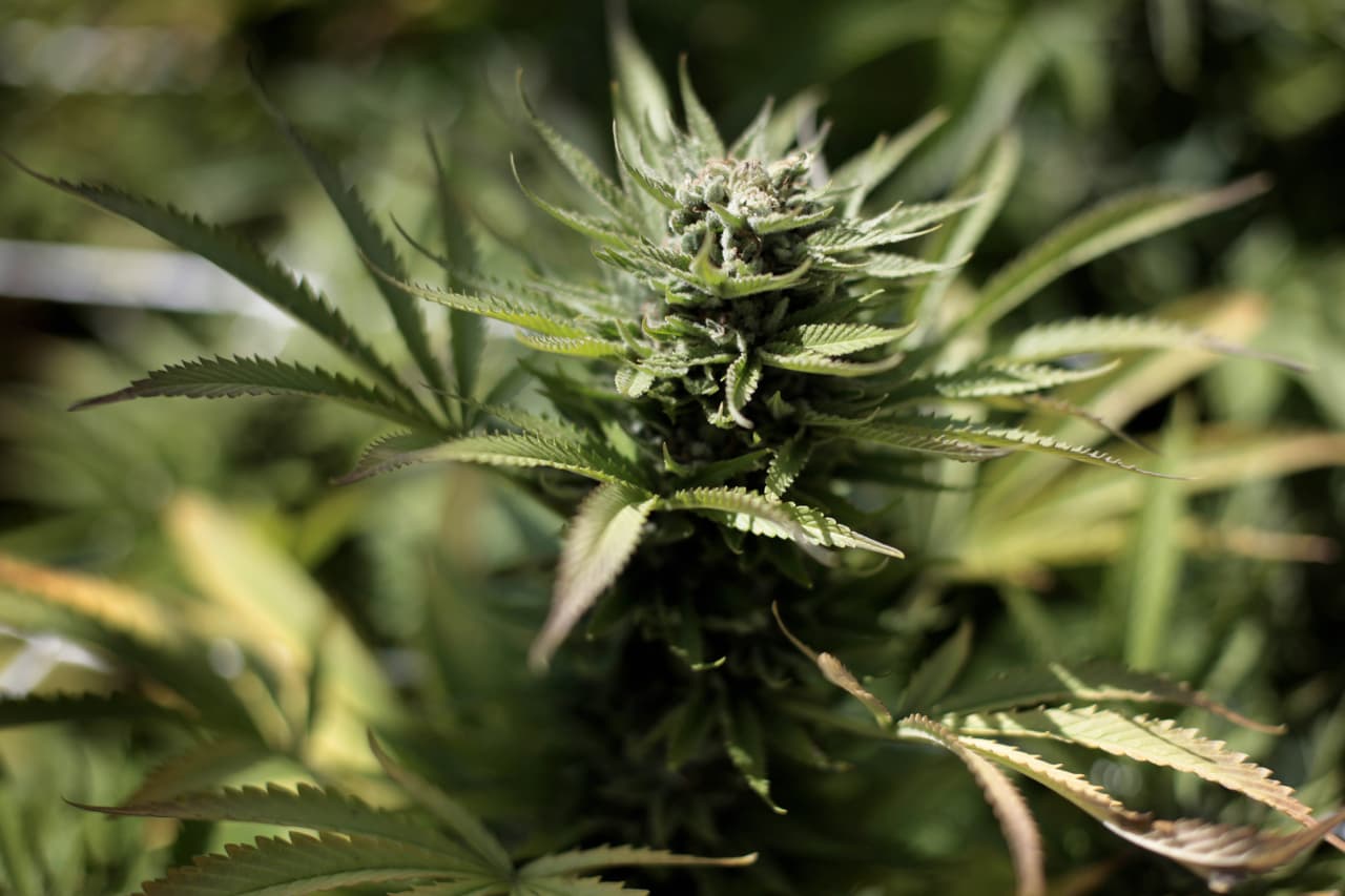 Trump reclasifica la marihuana medicinal a una categoría menos restrictiva