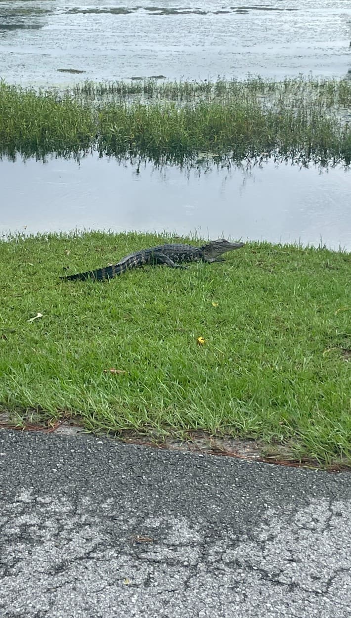 En la costa del condado Brunswick, la tormenta tropical Debby sacó de su hábitat a
<b><a href="https://www.univision.com/noticias/planeta/en-video-aprende-a-defenderte-si-te-ataca-un-caiman-video" target="_blank">un caimán joven</a></b> que más tarde fue rescatado y llevado a donde le corresponde.