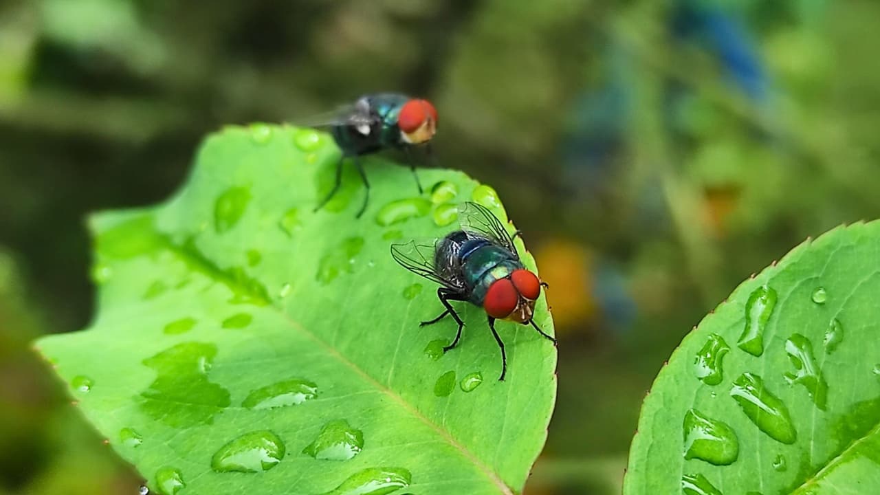 <h3 class="cms-H3-H3">Qué es el gusano barrenador y por qué preocupa</h3>
<h3 class="cms-H3-H3"> </h3>El llamado gusano barrenador no es un gusano:
<b>es la larva de una mosca.</b>
<br>La mosca deposita sus huevos
<b>en heridas abiertas o zonas húmedas del cuerpo de un animal.</b>
<br>Cuando nacen,
<b>las larvas se alimentan de tejido vivo. </b>
<br>Esto puede provocar
<b>dolor intenso, infecciones rápidas y daños graves</b> si no se atiende a tiempo.
<br>Afecta principalmente al ganado, pero también puede presentarse en fauna silvestre, mascotas y,
<b>en casos poco comunes, en personas.</b>
