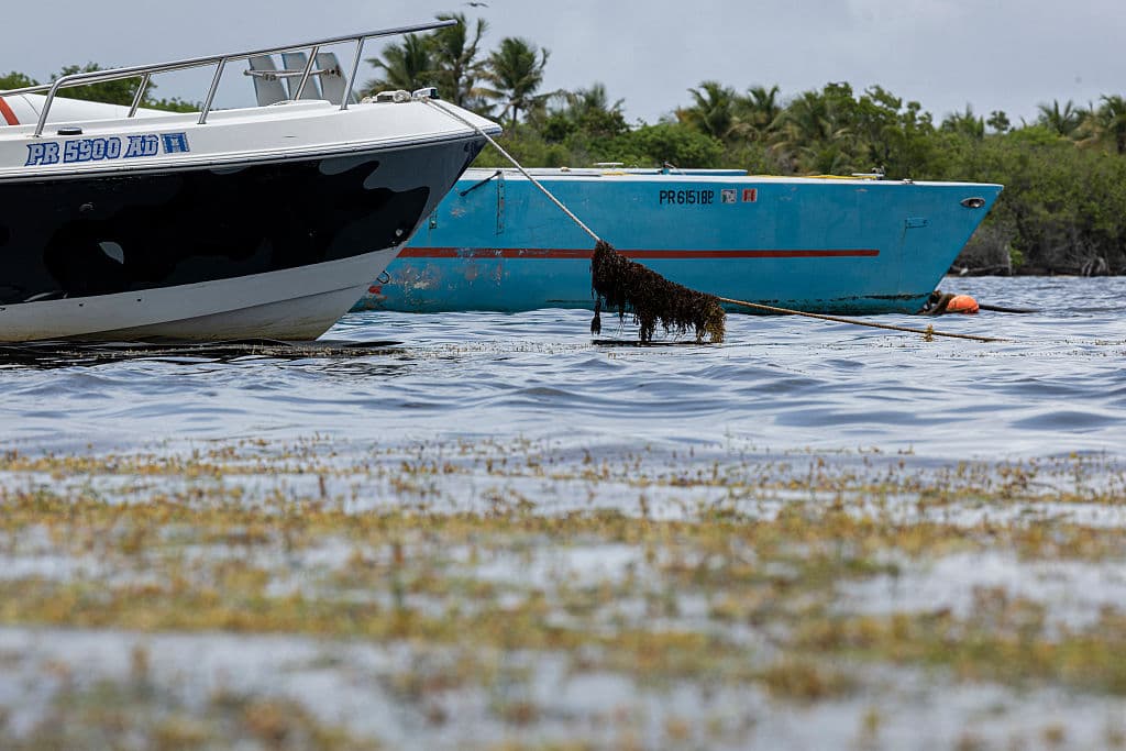 <b>El sargazo no es nuevo, pero sí más abundante: </b>Antes de 2011, el sargazo aparecía esporádicamente en pequeñas cantidades. Hoy, su llegada masiva se ha vuelto casi anual, y cada vez con mayor volumen y duración.
<br>