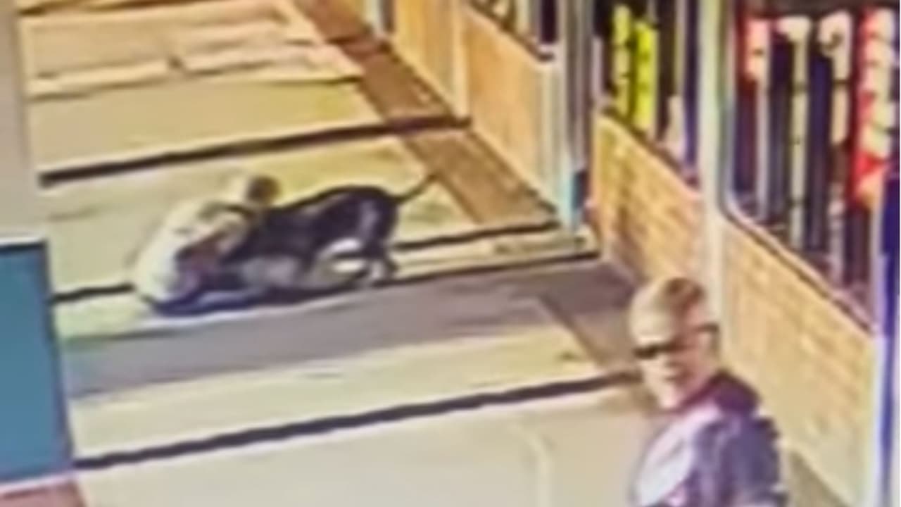 Mujer de 70 años muerde a un pitbull para salvar a su perro de ataque en centro comercial