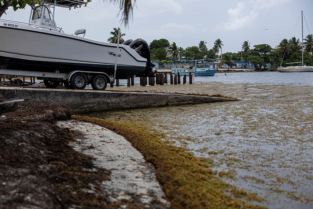 <b>Un cinturón marino que crece cada año: </b>El “Gran Cinturón de Sargazo del Atlántico”, una franja masiva de algas flotantes que se forma desde 2011 por cambios en la circulación oceánica, sigue expandiéndose y desplazándose hacia el Caribe cada primavera.
<br>