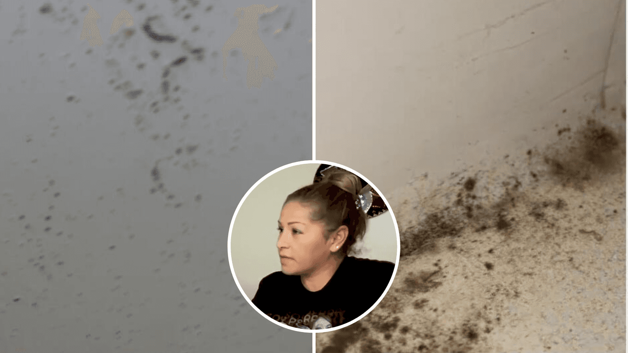 Inquilina lucha contra hongos y la negligencia en su complejo de apartamentos