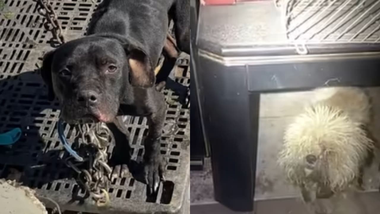 Rescatan a dos perros que vivían entre charcos de orina y excremento en una casa en Texas