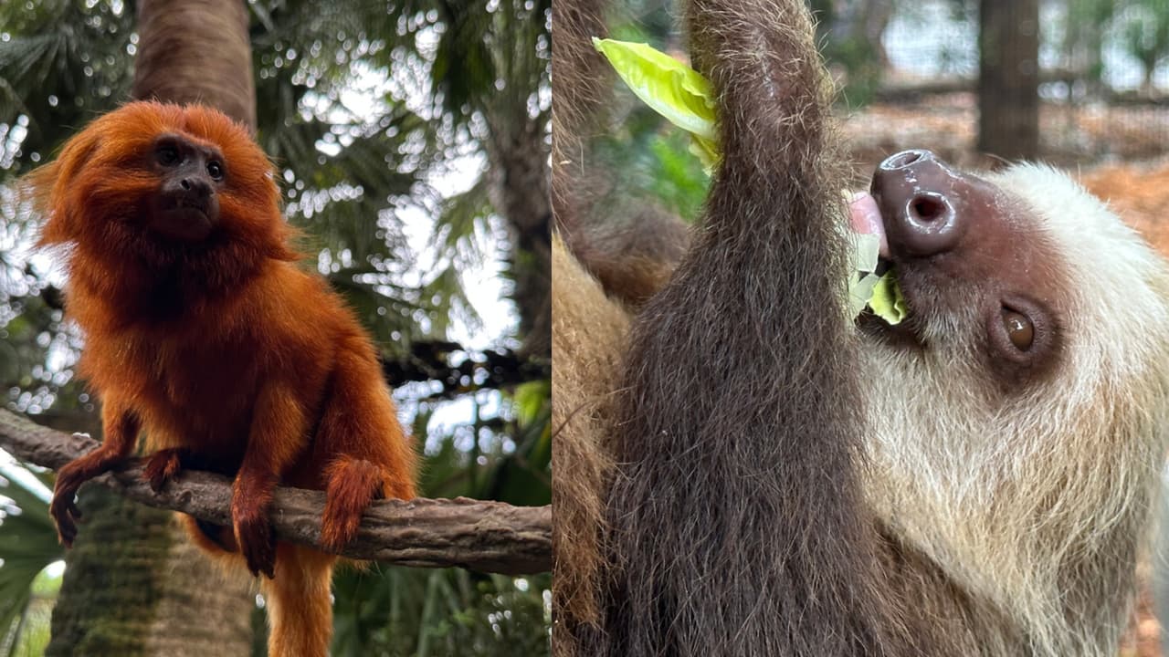 Dos nuevos amigos comparten espacio en Zoológico de Palm Beach