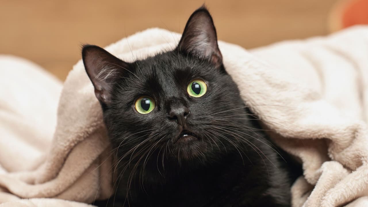 <b>Mantén su refugio cálido 🏠</b>
<br>Si tu mascota pasa tiempo afuera, asegúrate de que tenga un lugar resguardado, seco y con una cama o manta cálida. En interiores, coloca su cama lejos de corrientes de aire y cerca de una fuente de calor (pero nunca directamente sobre un radiador) 🔥
<br>
<b>Hidratación y alimentación adecuadas 💧</b>
<br>El frío también puede afectar el apetito de las mascotas. Mantén su alimentación equilibrada y asegúrate de que tenga acceso a agua fresca, ya que la hidratación es clave para su bienestar.