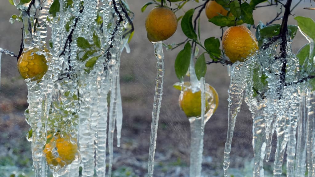 El pasado 12 de enero, el
<b><a href="https://www.nass.usda.gov/Statistics_by_State/Florida/Publications/Citrus/Citrus_Forecast/2025-26/cit0126.pdf" target="_blank">Departamento de Agricultura de Estados Unidos publicó su primer pronóstico de producción de cítricos para esta temporada</a></b>, señalando una disminución de 2% en las naranjas, en comparación con el año pasado.