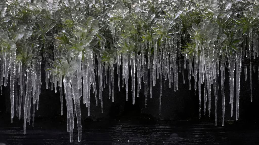 En otro contexto, parecería la entrada a una cueva con estalactitas de diversos tamaños. En la realidad, se trata de
<b>un vivero en Plant City</b>, en el
<b><a href="https://www.univision.com/local/tampa-wvea/mas-220-casos-trata-colocan-hillsborough-condado-con-mas-reportes-florida" target="_blank">condado de Hillsborough</a></b>, donde el hielo arropó las distintas plantas.