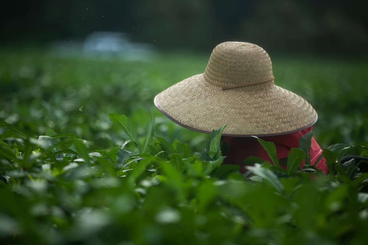 <b>"Los indocumentados somos los que andamos agachados" -</b> En un recorrido realizado por Univision Noticias por los campos de Homestead, los trabajadores contaron lo sacrificado que es su trabajo. 'Piscan' o recogen los cultivos con lluvia o con un sol abrasador. "Nosotros los indocumentados somos los que andamos así agachados, a veces uno cuando llega a la casa ni puede ir al baño por el dolor de espalda. Y al otro día volvemos a los mismo", relató Sofía Santiago, una de las trabajadoras de la ocra.