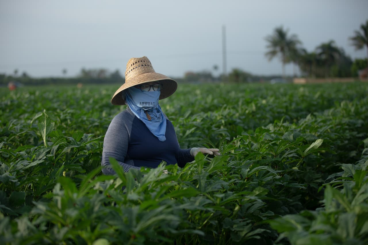 <b>"También somos unos héroes" -</b> Blanca Rivas es una migrante de Guatemala que lleva 14 años en los campos de Homestead. En este de Sifuentes Farms supervisa todos los días desde bien temprano en la mañana las labores de recolección de unos 55 trabajadores. "Nosotros también somos unos héroes, somos unos héroes porque a pesar del miedo y la pandemia estamos aquí. No hemos fallado ni un día, estamos aquí levantando vegetales, recogiendo las cosechas para que cualquier persona tenga un plato de comida en su casa, estamos aquí sin saber qué pasa mañana", dijo a Univision Noticias.
<br>