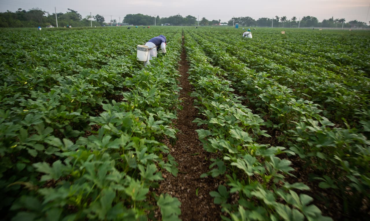 <b>'Piscando' bajo lluvia, sol y sereno -</b> Los arbustos de ocra son cosechados desde que están casi pegados al suelo. A medida que crecen se facilita 'piscar' los pequeños vegetales que salen de una flor amarillo brillante.