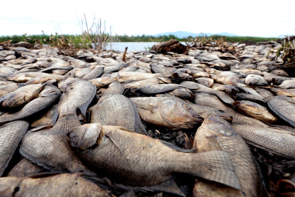 Miles de peces muertos en el lago Apopka generan alarma ambiental