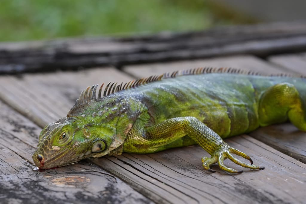 Iguanas caen de árboles por frío extremo en Florida: FWC sacrifica "humanamente" más de 2,000