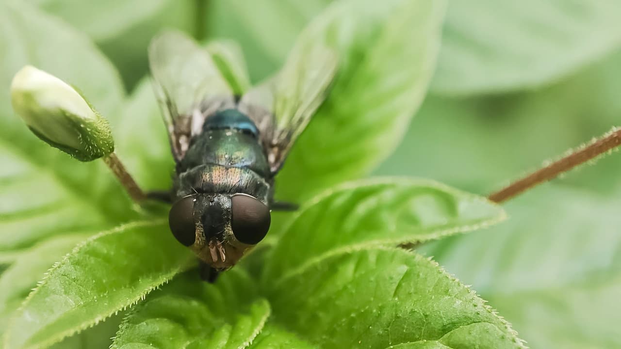 <h3 class="cms-H3-H3">Qué hacer si sospechas un caso </h3>No es un problema para esperar. Si detectas señales:
<br>👉🏻 Aísla al animal
<br>👉🏻 Contacta de inmediato a un veterinario
<br>👉🏻 Sigue las indicaciones de sanidad animal
<br>👉🏻 Informa si el animal tuvo contacto o traslado desde zonas con brotes
<br>👉🏻 La prevención sigue siendo clave.
<br>Revisar animales a diario, limpiar y cubrir heridas, y
<b> actuar rápido puede marcar la diferencia.</b>